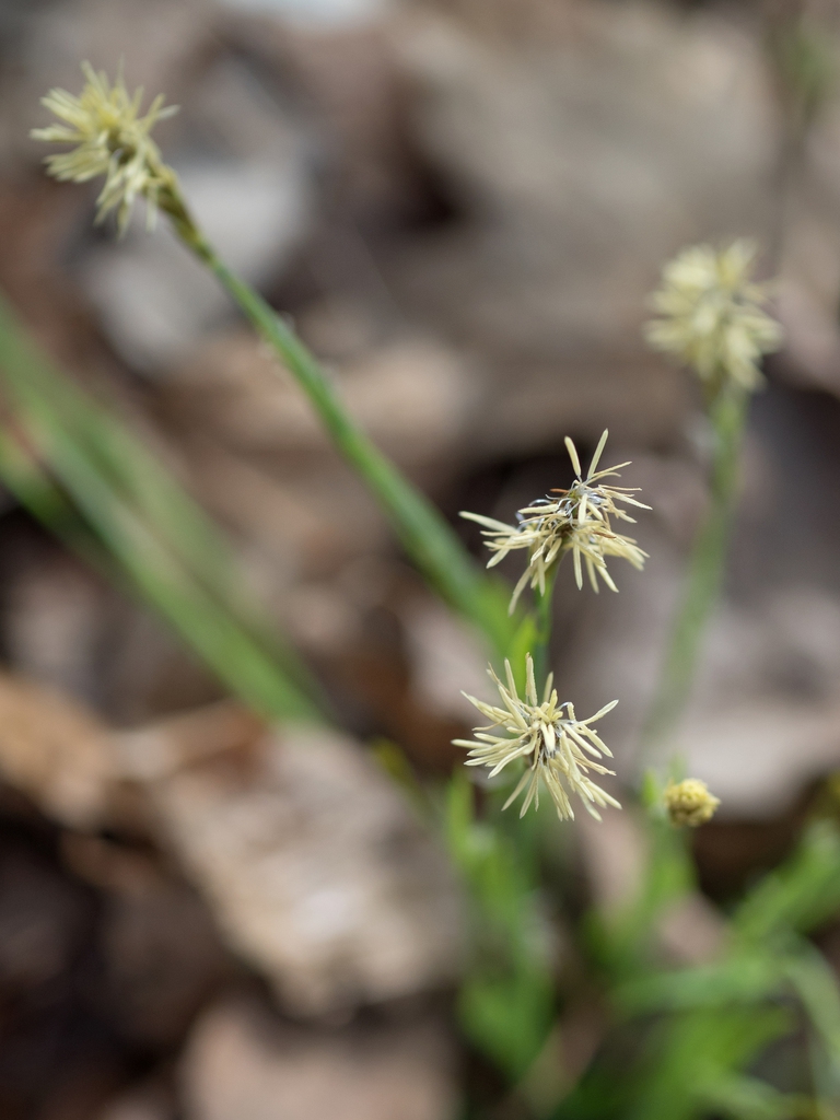 Spikelets of tiny flowers