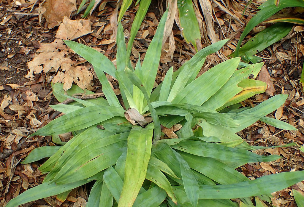 Rosette of broad, grassy leaves.