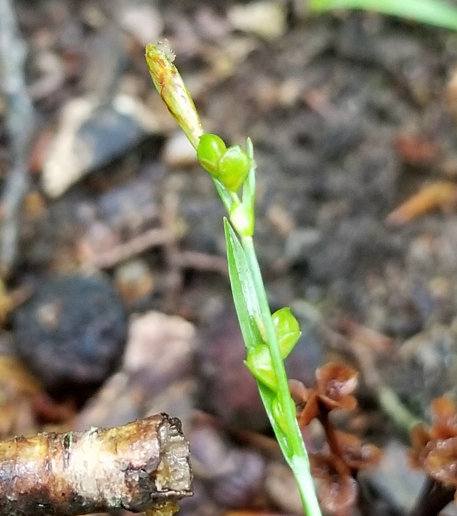 Spikelets of tiny achenes.