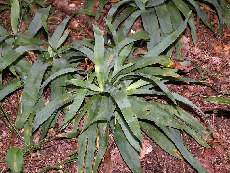 Group of rosette plants with broad, glaucous, grassy leaves
