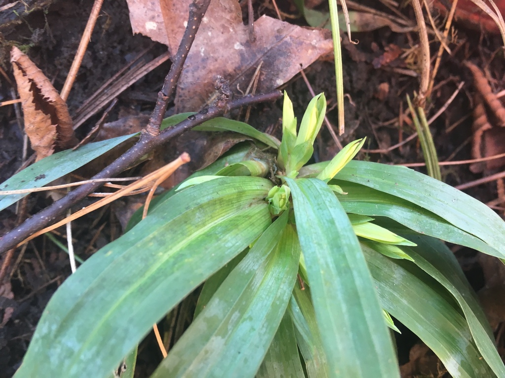 Broad, grassy leaves and new growth