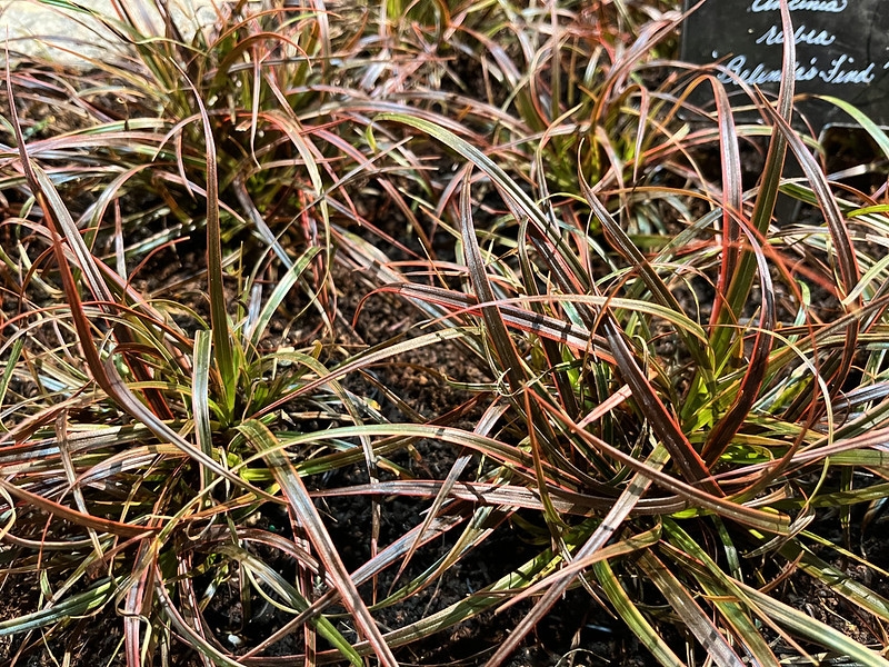 Tufts of leaves with red and orange longitudinal stripes