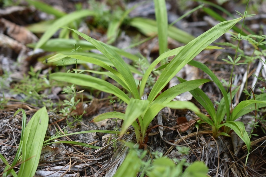 Rosette of strappy, grassy leaves