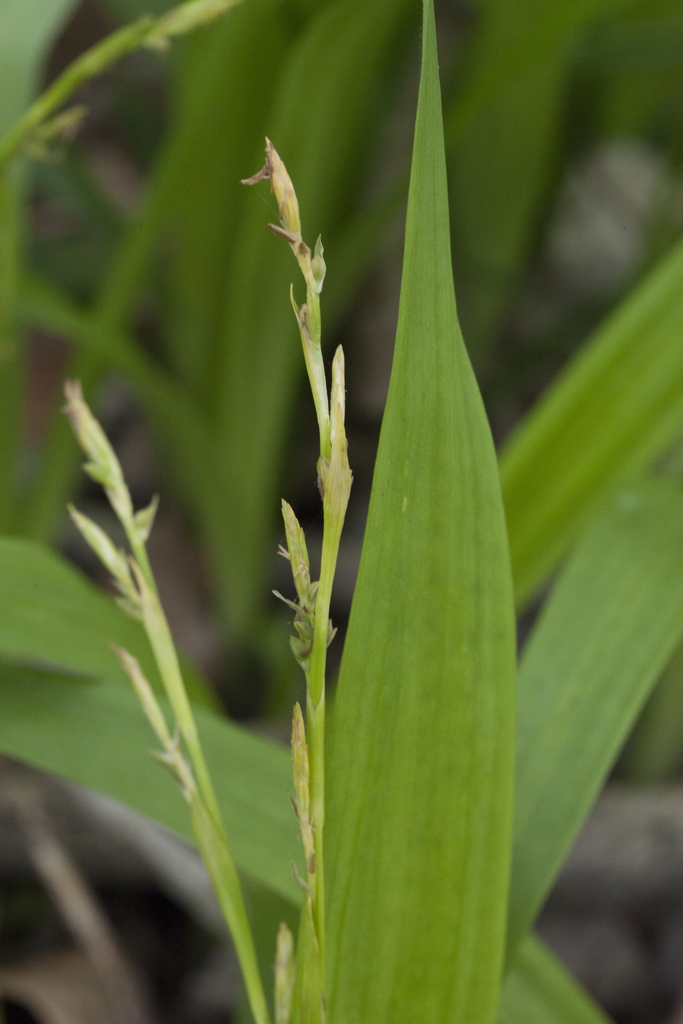 Erect spikes placed against broad, strappy leaves.