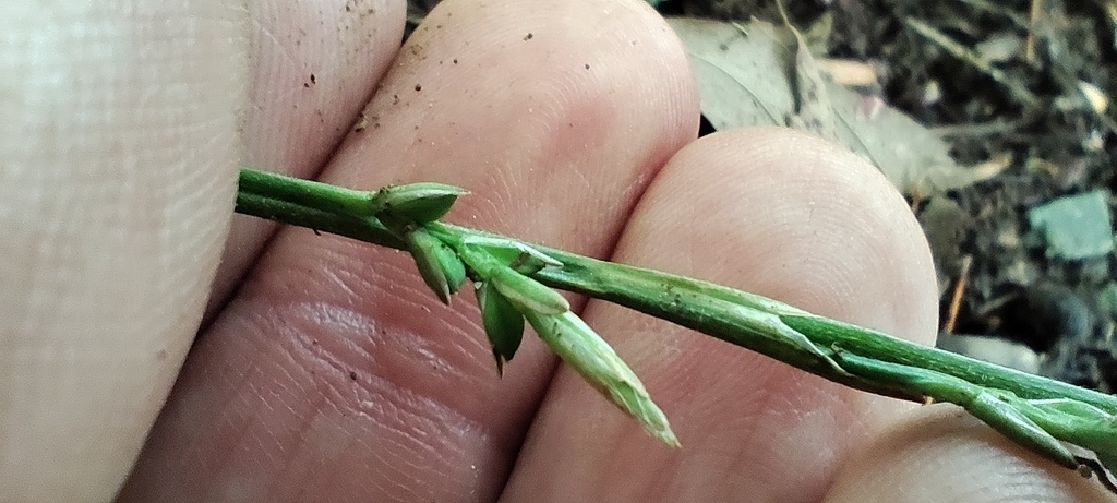 Hand with spike of few basal achenes & terminal staminate flos.
