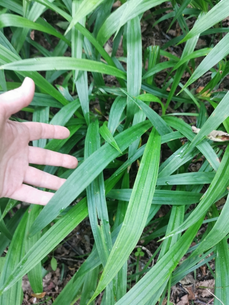 Mass of broad, strappy, grassy leaves. Hand for scale.