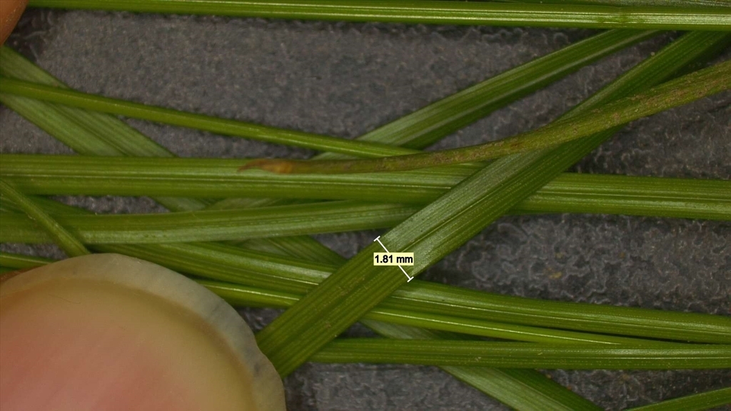 Close-up of leaf with scale showing it is less than 2 mm wide