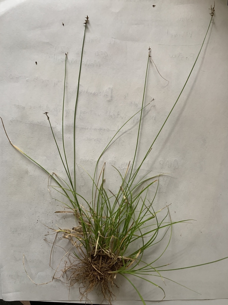 Excavated plant showing the clump of very fine foliage.