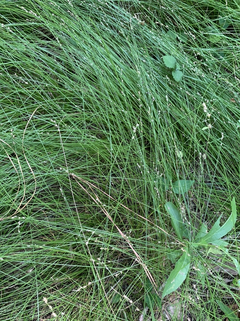 A mass of fine foliage and inflorescences.