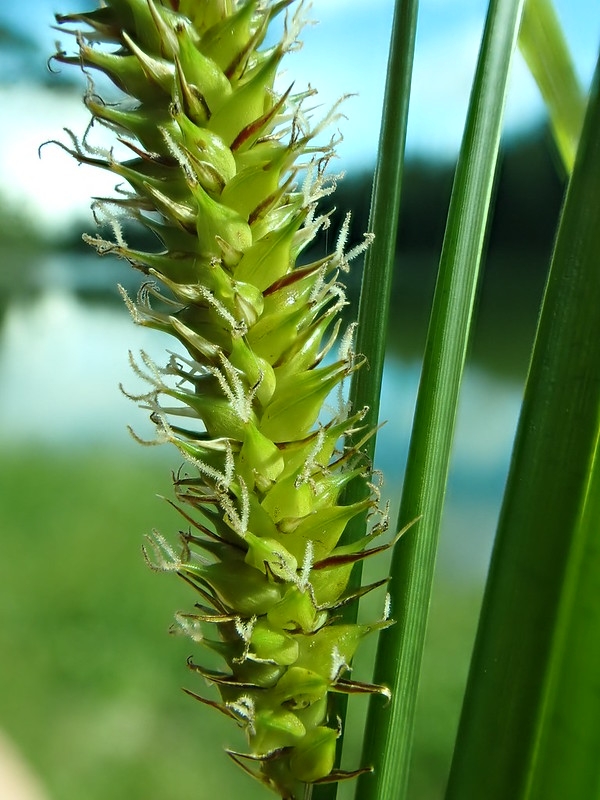 Spike with female flowers in utricles; only the stigmas protrude