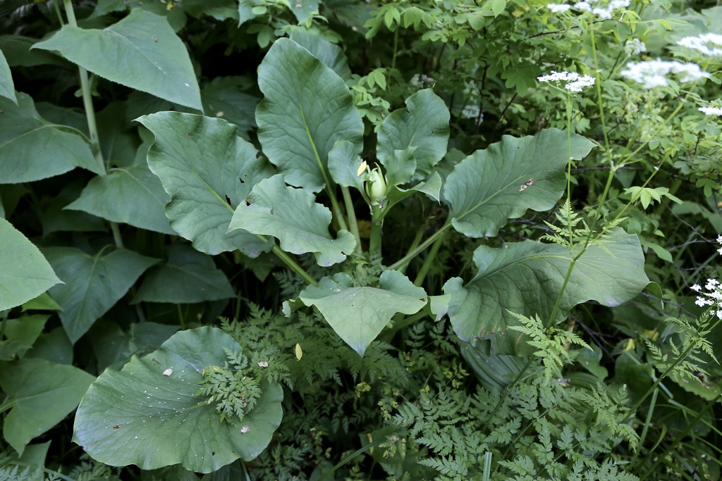 Cardiocrinum cordatum leaves