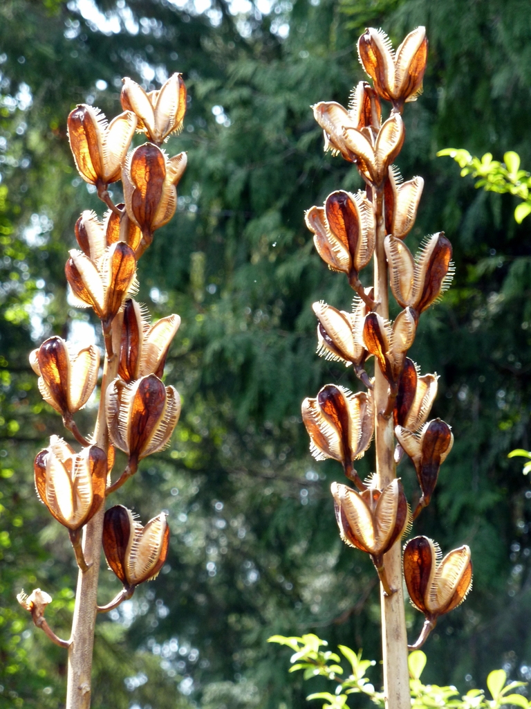 Stems bearing open capsules.