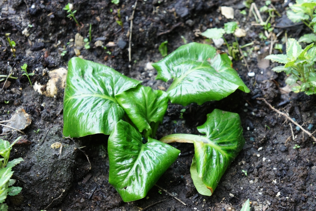 Leaves of Cardicrinum giganteum