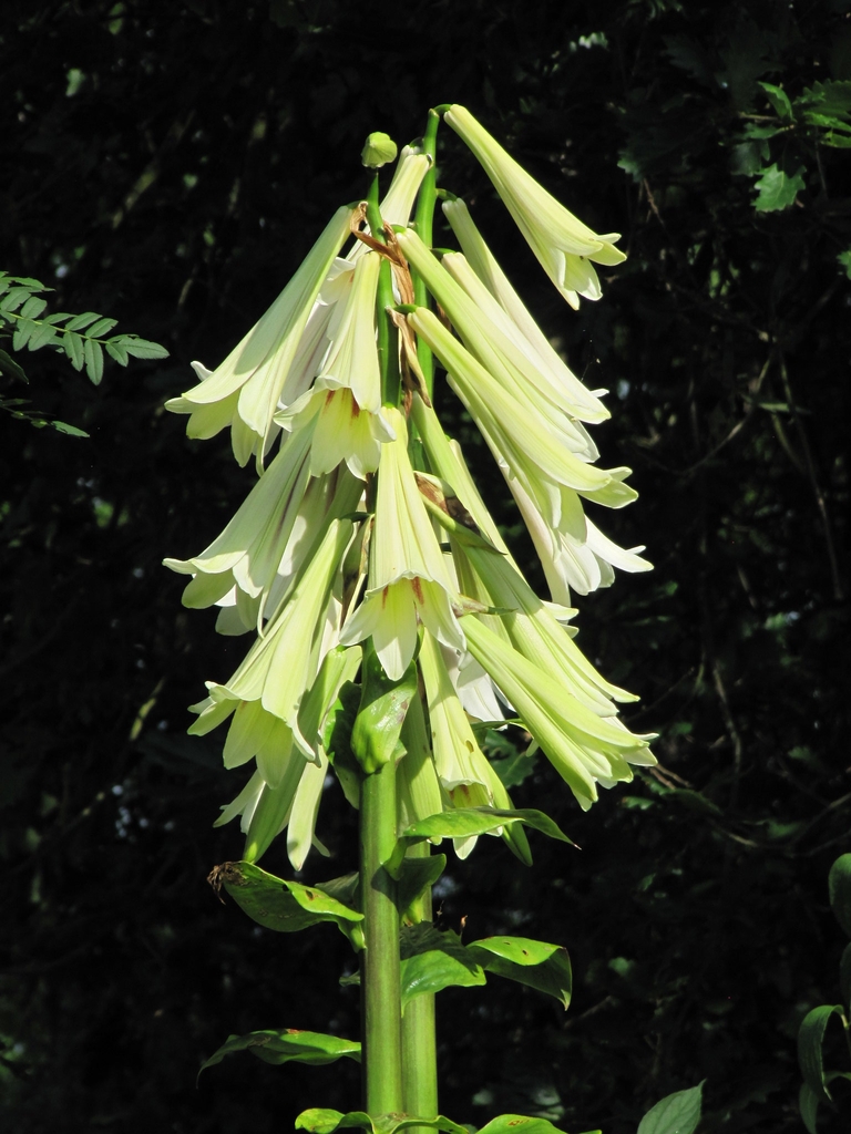 Cardiocrinum giganteum inflorescence
