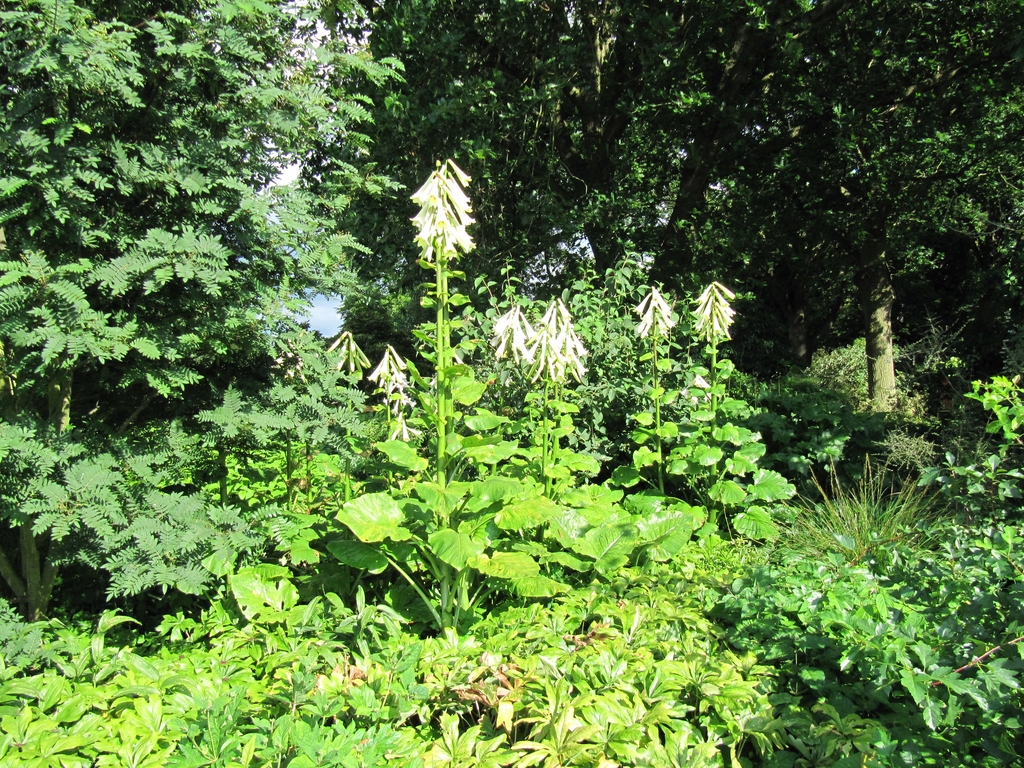 A group of plants sending up flowers.