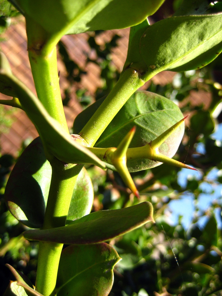 Thorns