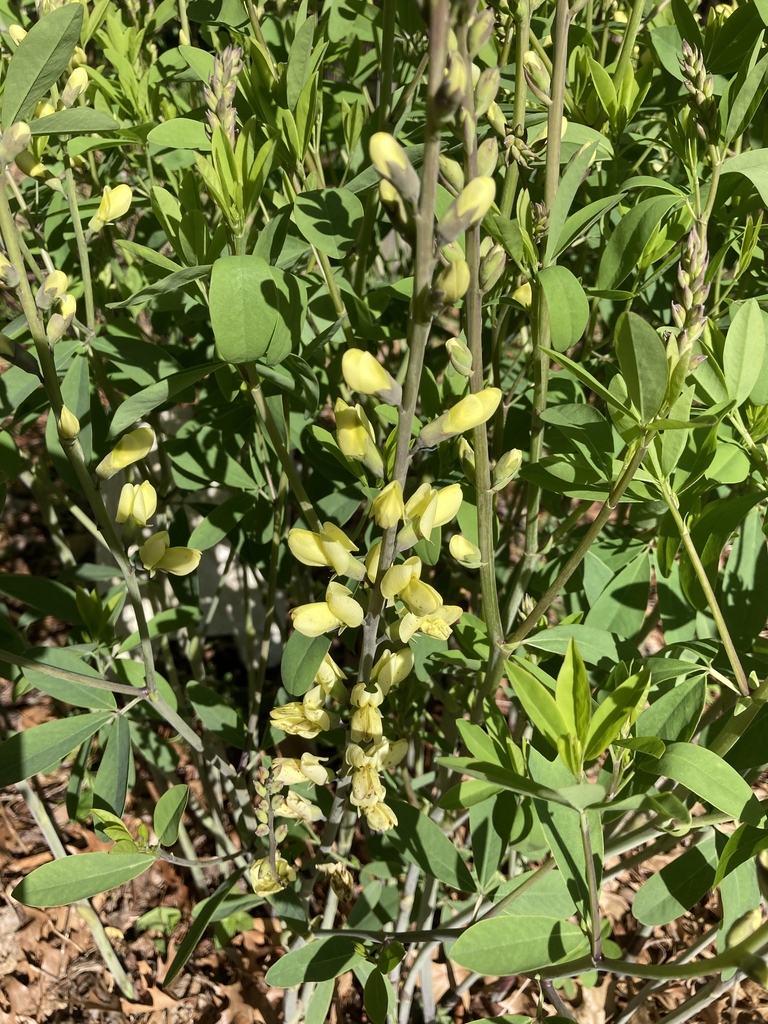 Baptisia 'Carolina Moonlight'