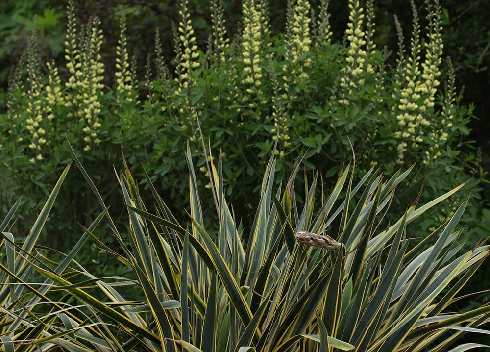 variegated Yucca paired with yellow-flowered Baptisia