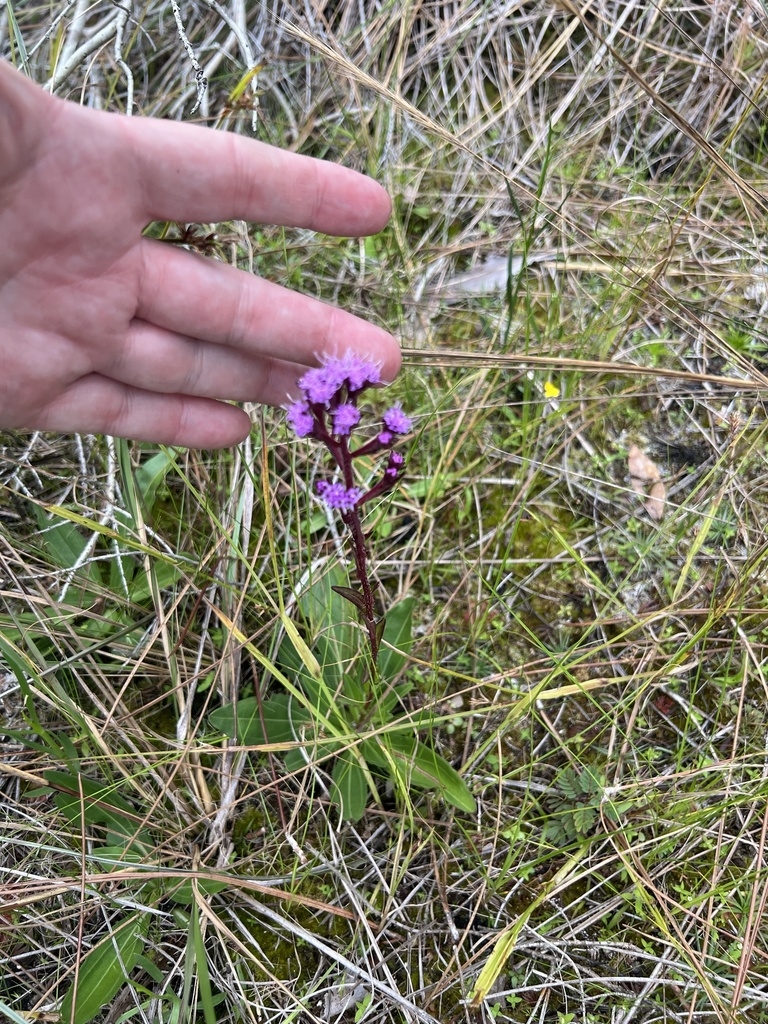 Hand next to erect spike of purple flowers. Rosette of leaves.