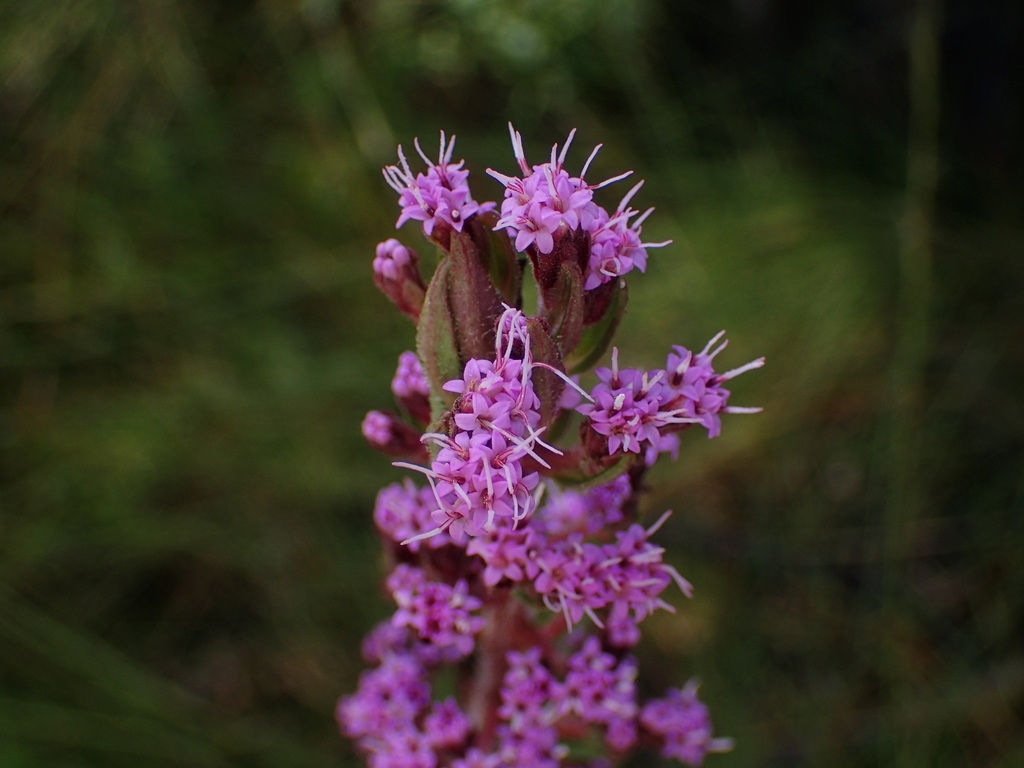 close-up of purple disc flowers