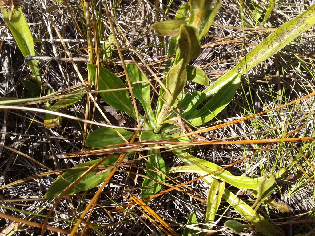 Basal rosette of leaves