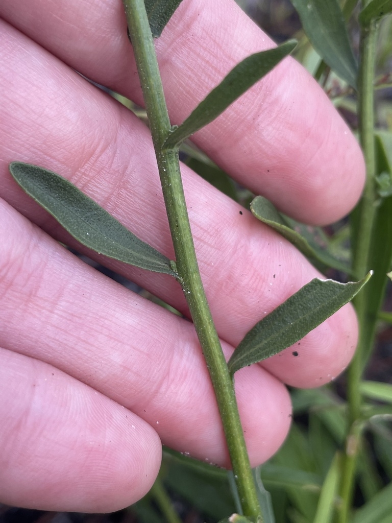 Green stem with small green leaves
