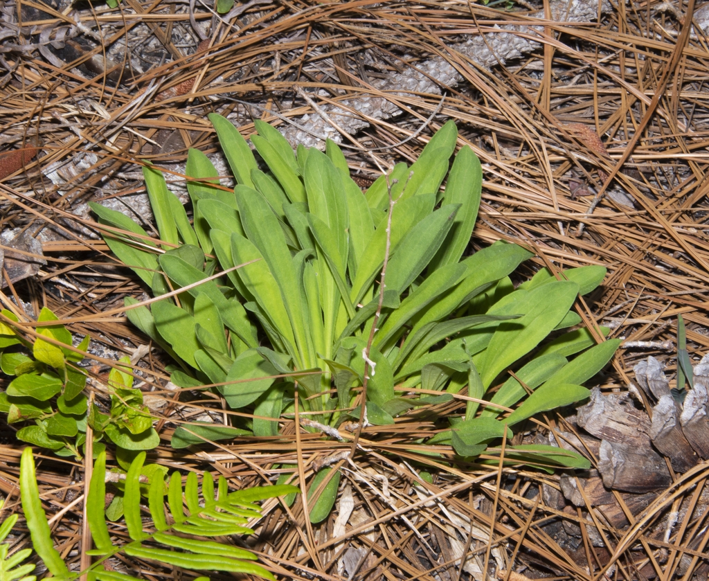 Green basal leaves in a rosette