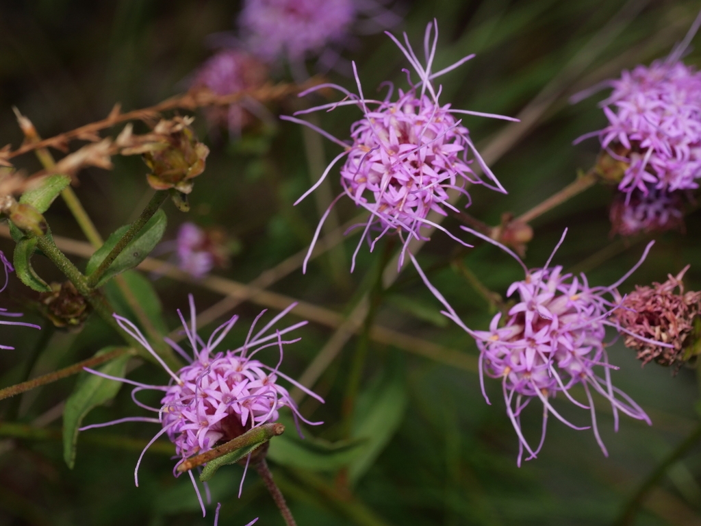 Purple disc flowers