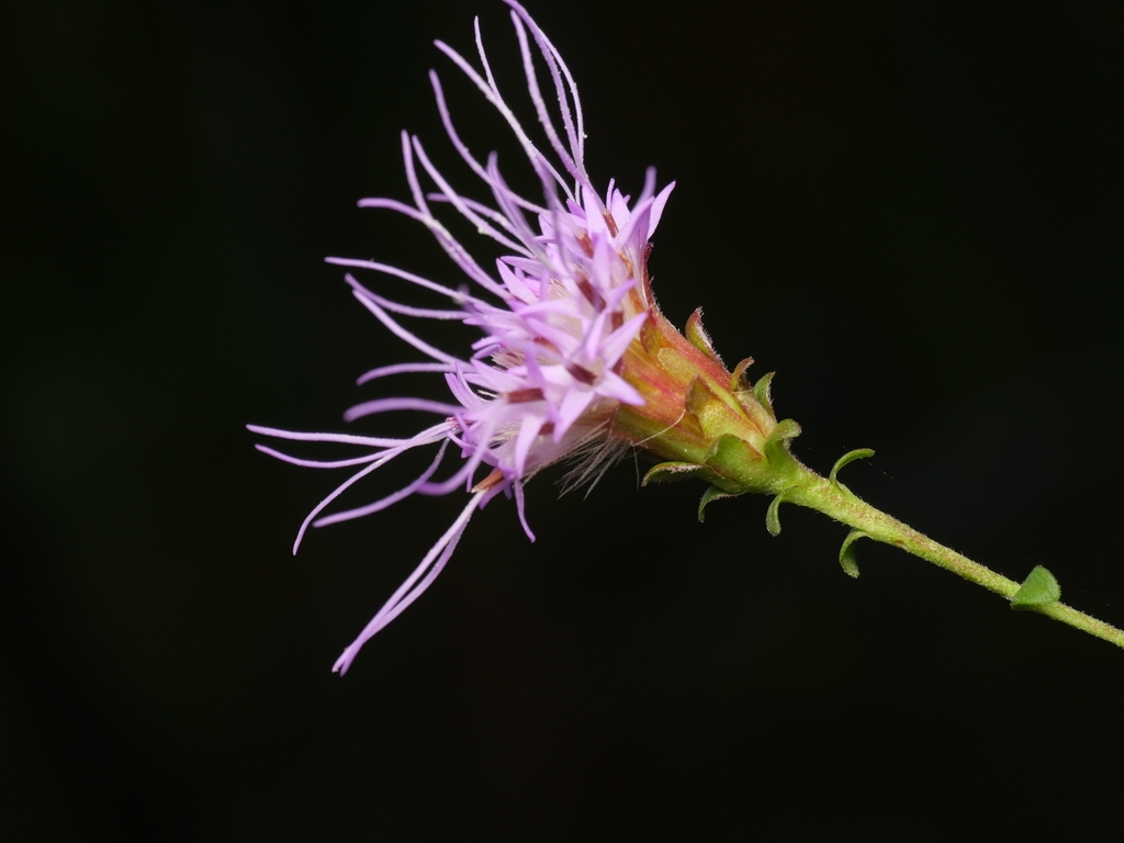 Side view of purple disc flower