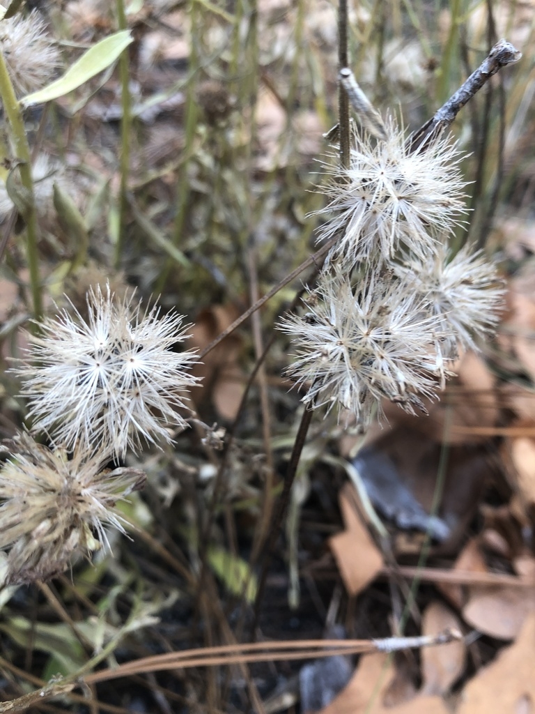 Achenes with long white pappus bristles