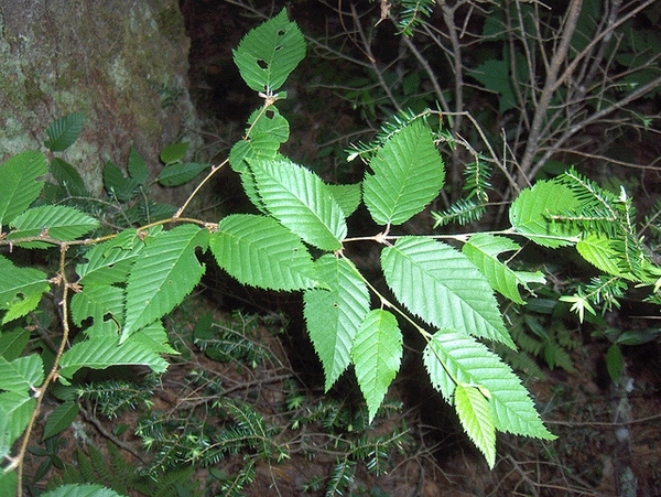 Shoots with ovate, alternate leaves & strong pinnate venation.