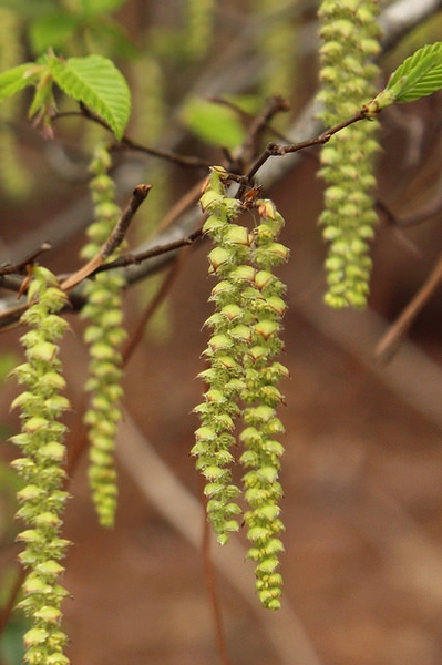 Shoots with dangling catkins of greenish flowers.