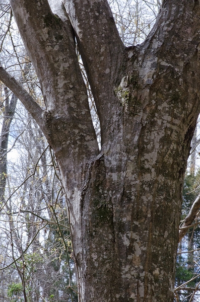 Mottled gray, smooth bark.