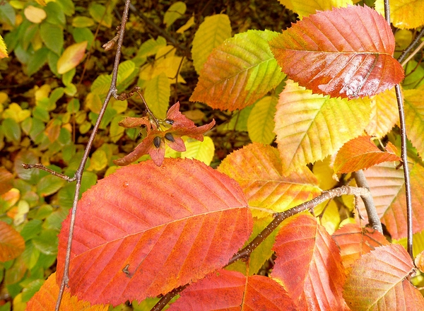 Leaves showing orange and gold coloration.