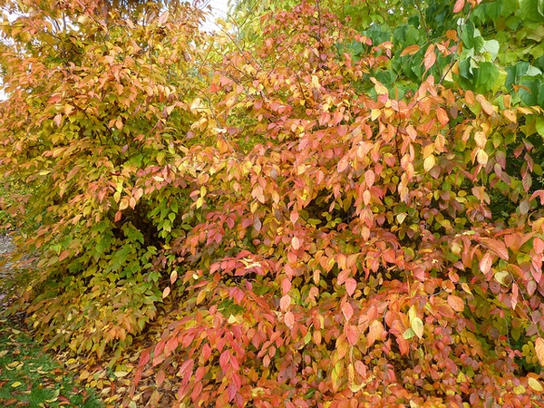 Leaves showing orange and gold coloration.