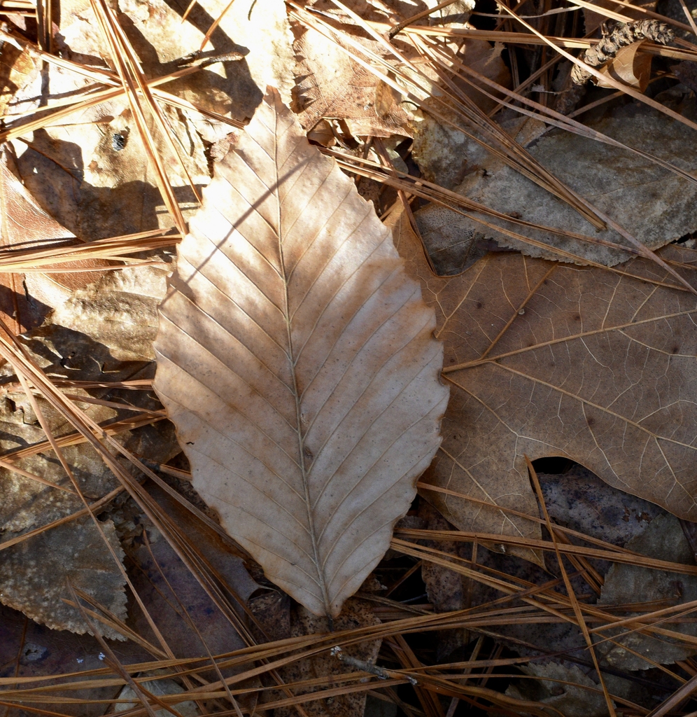 Dried fallen leaf showing strong pinnate venation & serrations.