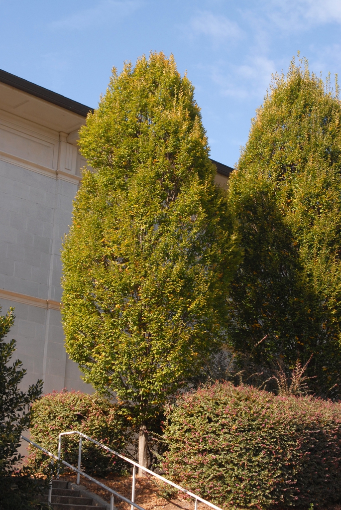Carpinus betulus