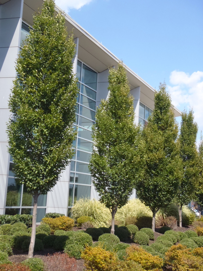 Carpinus betulus 'Fastigiata'