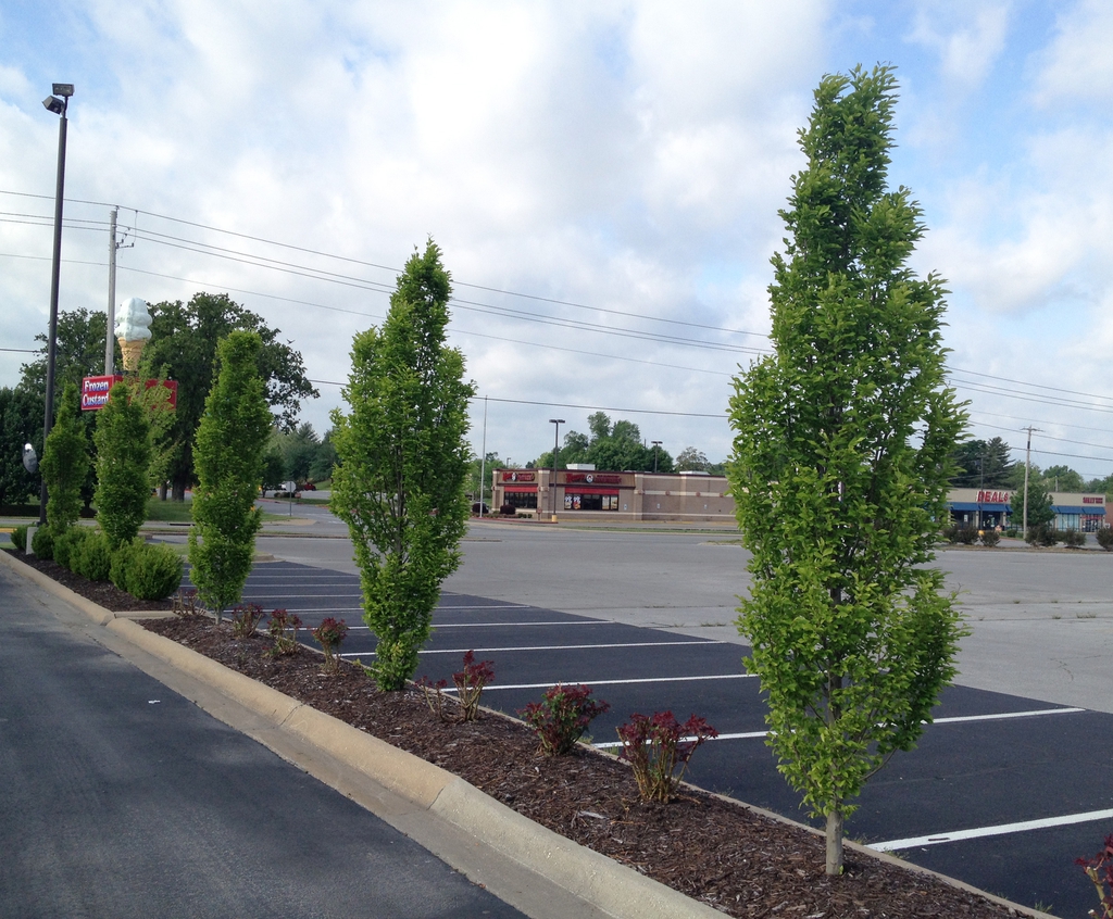 Carpinus betulus