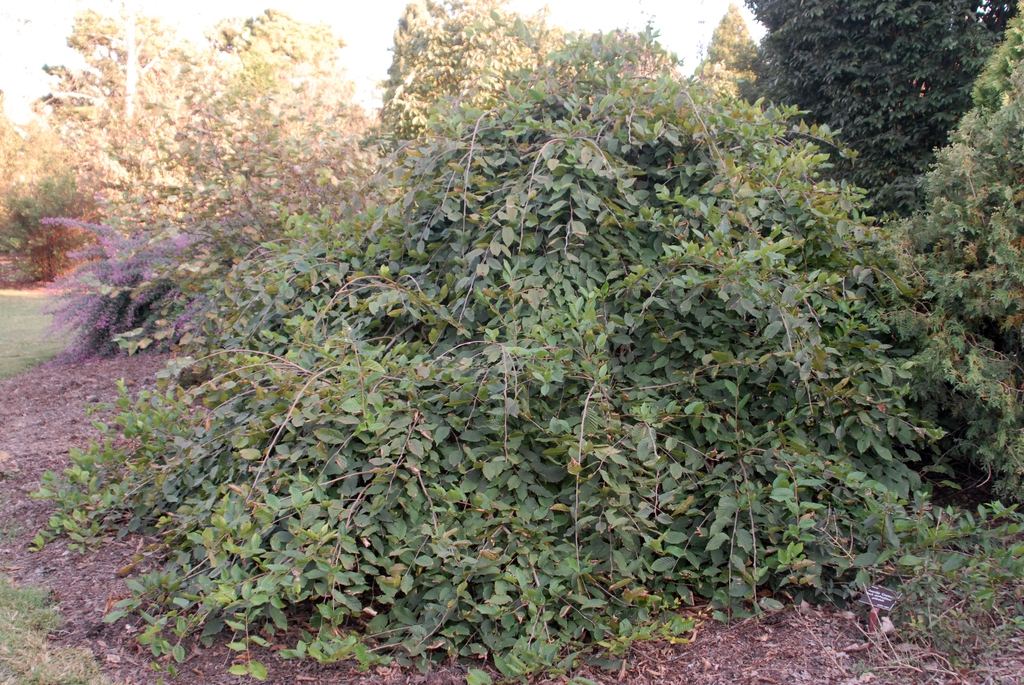 Carpinus betulus 'Pendula' - small tree planting