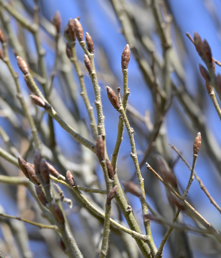 Buds are imbricate or have overlapping scales like shingles.