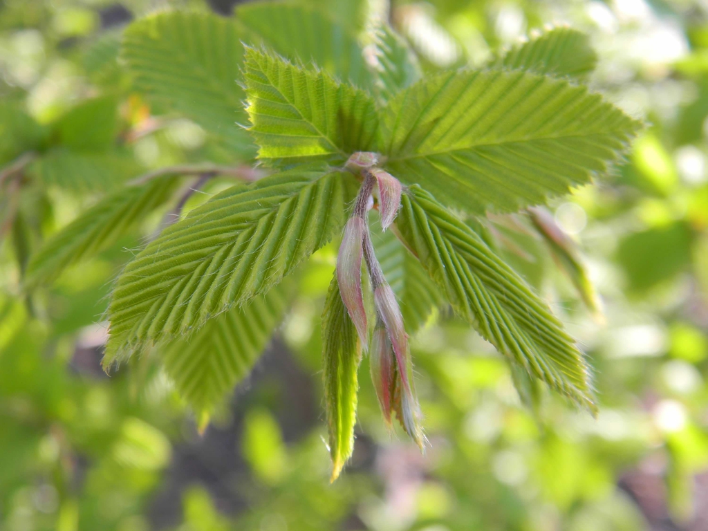 Carpinus betulus