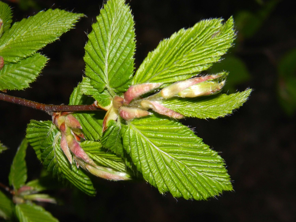 Carpinus betulus