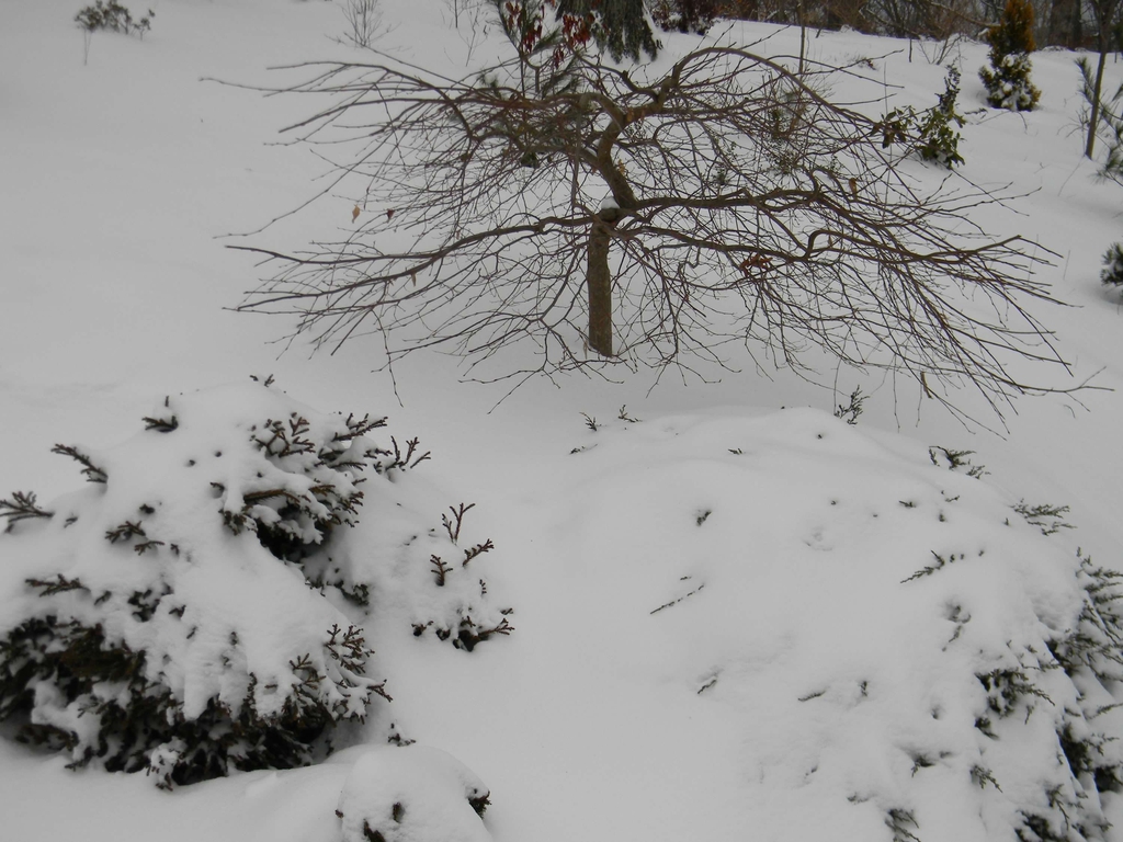 Carpinus betulus
