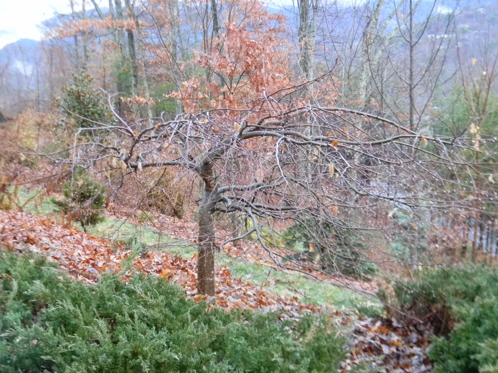 Carpinus betulus