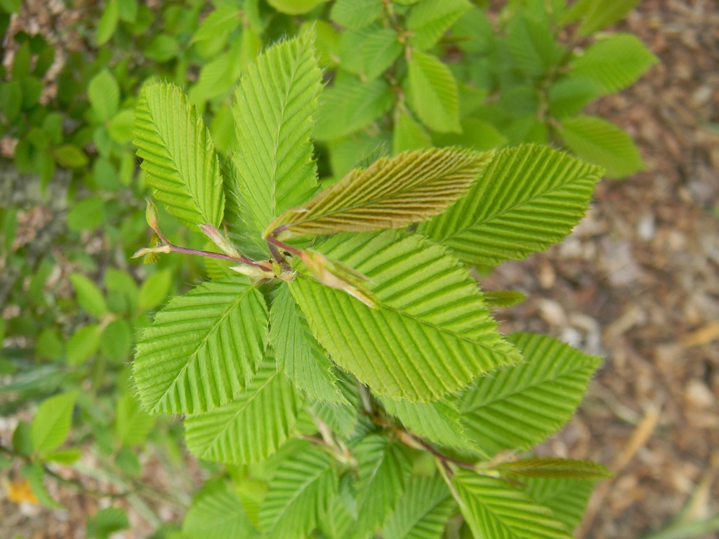 Carpinus betulus