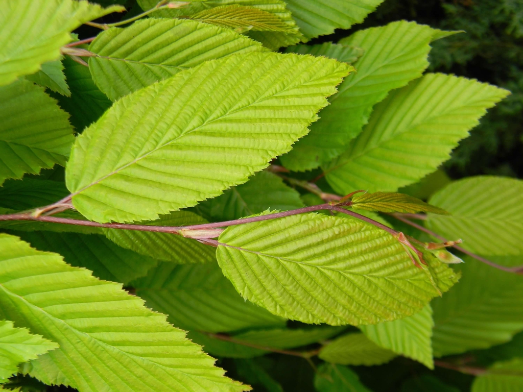 Carpinus betulus