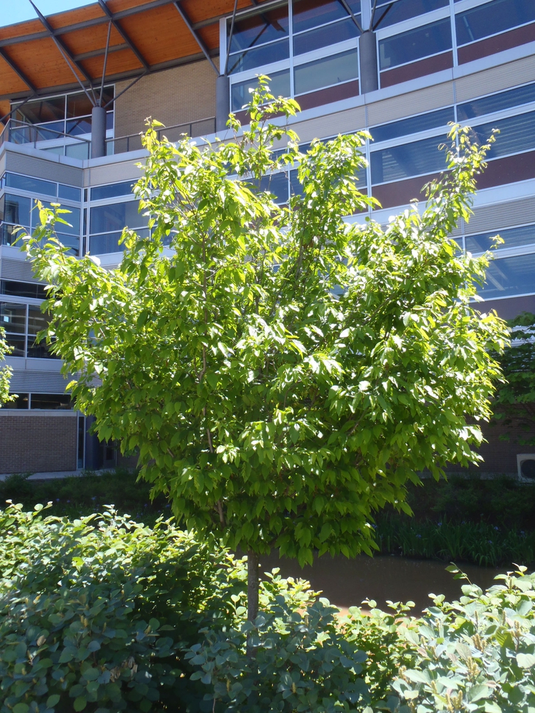 Small tree with rounded crown