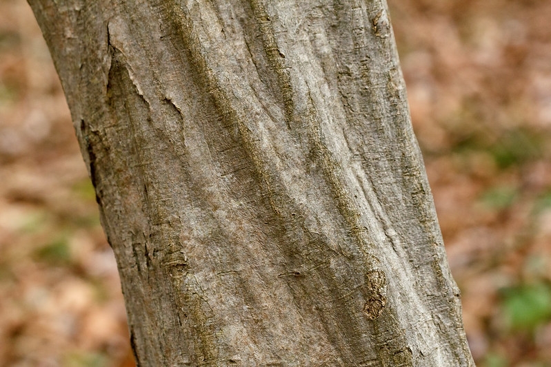 Smooth bark on "muscled," fluted, sinewy trunk.