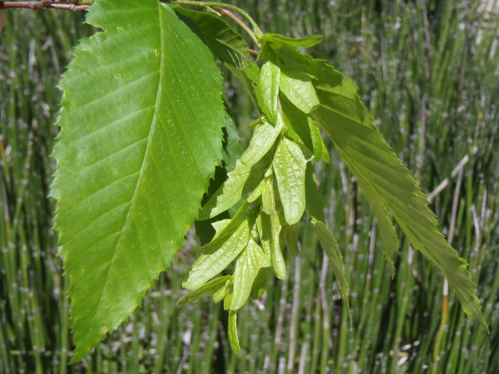 Leafy shoot bearing dangling infructescences with winged bracts